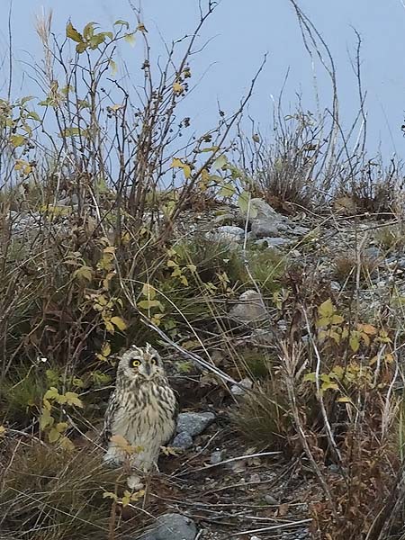 Suopöllö, Short-eared Owl, Asio flammeus